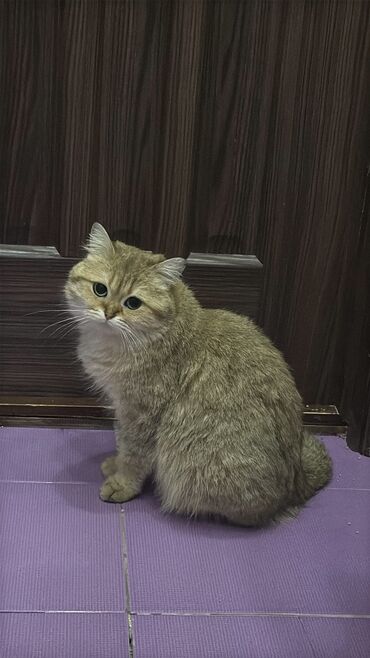 отдам машину в хорошие руки бесплатно: Кошка даром: Британская короткошёрстная, 2 года, Девочка, Приучена к лотку, Проглистована, С документами
