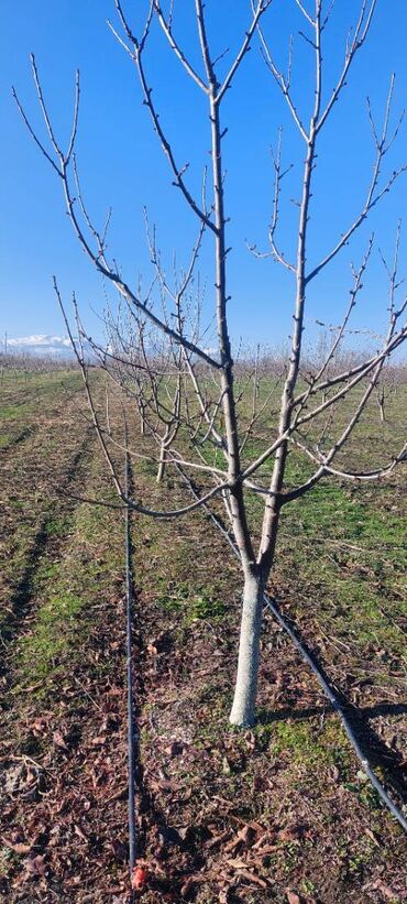 Torpaq sahələrinin satışı: 400 sot, Kənd təsərrüfatı, Mülkiyyətçi, Kupça (Çıxarış) — 16