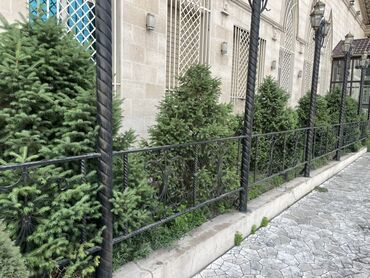 жангак бишкек: Зеленые туи идеально подходят для создания живой изгороди или