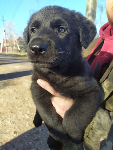 овчарка куплю: Восточноевропейская овчарка, 1 месяц, Самка