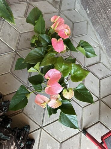 вид цветов: Антуриум (Anthurium andreanum) с розовыми покрывалами в декоративном