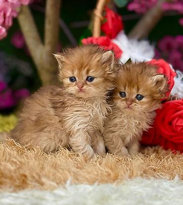 Pişiklər: Fars — 7