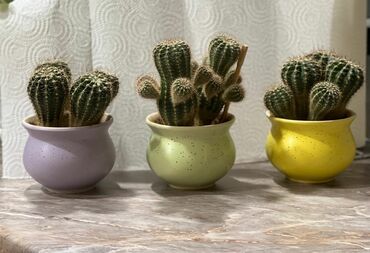 danisan kaktus v Azərbaycan | Kaktus: Təbii kaktuslar,dibçək keramikadır.1ədəd-15azn
