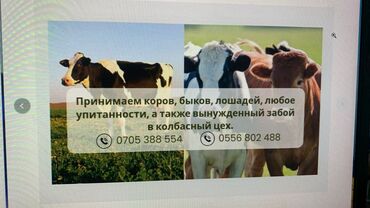продажа щенков немецкой овчарки в бишкеке с документами: Куплю | Коровы, быки, Лошади, кони, Другие с/х животные | Круглосуточно, Любое состояние, На забой, на мясо