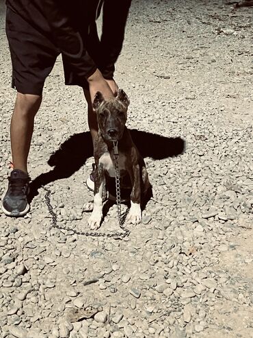 той пудель щенок: Питбуль, 4 месяца, Самец, С прививкой