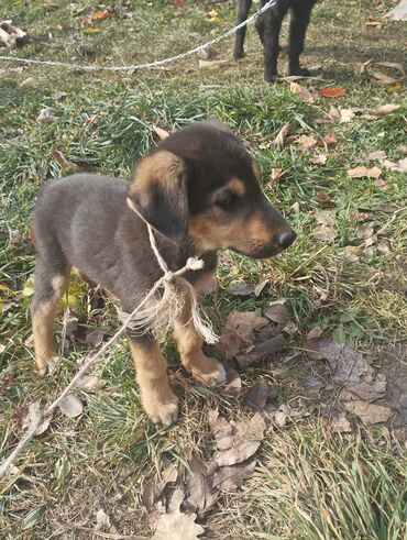 немецкая овчарка черная: Щенок смешанной породы - Возраст: примерно 2–3 месяца - Окрас