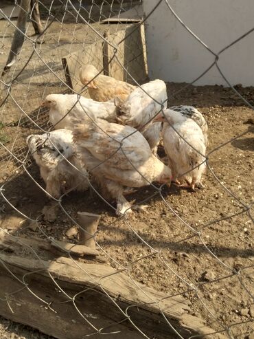 brama yumurta: Toyuq, Brama, Damazlıq, Ödənişli çatdırılma