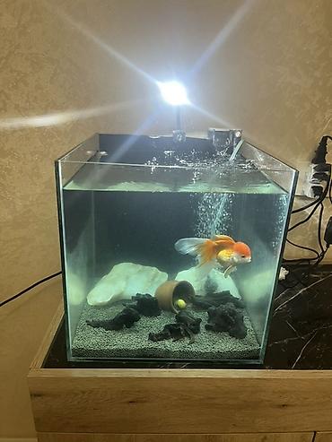 Oranda, Sülhsevər, Ünvandan götürmə lalafo.az -da Oranda, Sülhsevər, Ünvandan götürmə