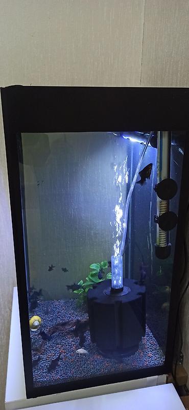 akvarium gəncə: Hündürlüyü 51.eni 27 uzunluğu 36 su tutumu 50 litr şkaf ilə balıqlar — 4