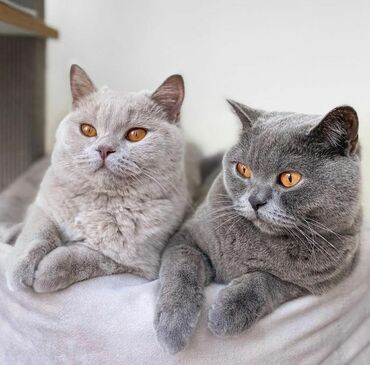 Pişiklər: Britan, Dişi, Erkək, Ünvandan götürmə — 10