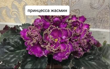 юв утро венеры пеларгония: Комнатное растение фиалка сорта "Принцесса Жасмин" с махровыми цветами