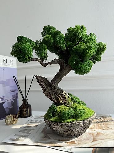 Декоративные цветы: В переводе с японского Бонсай означает «дерево, выращенное в блюде» — 47