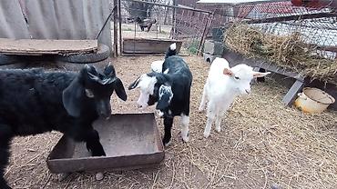 Козы, козлы: Продаю | Козлёнок | Для разведения at lalafo.kg — 5 Козы, козлы: Продаю | Козлёнок | Для разведения — 5