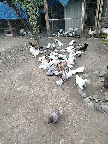 tap az goyercin satisi: Məhsul: Qabutarlar (dekorativ və uçum növləri) Təsvir: - Şəkillərdə — 10