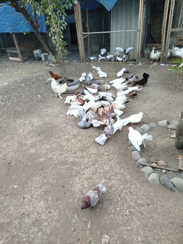 Göyərçinlər: Məhsul: Ev quşları üçün müxtəlif cins və rəngdə göyərçin sürüsü kom200 — 8