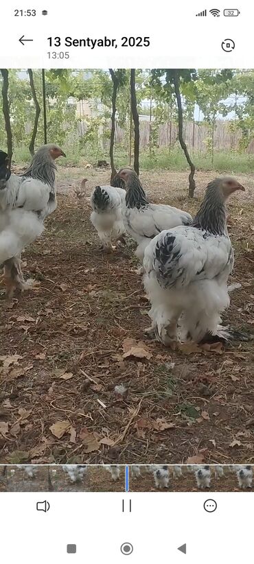 Biologiya: Orginal layt brama 2 fərə satılır
