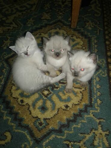сиамский котенок: Продам сиамские кошки(НЕДОРОГО)(1месяц) глазки голубые. Очень