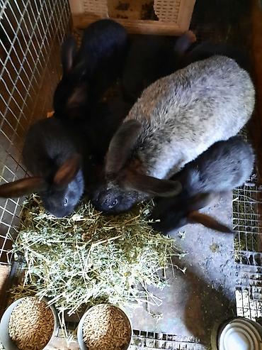 Кролики: Продаю | Крольчата | Племенные — 9