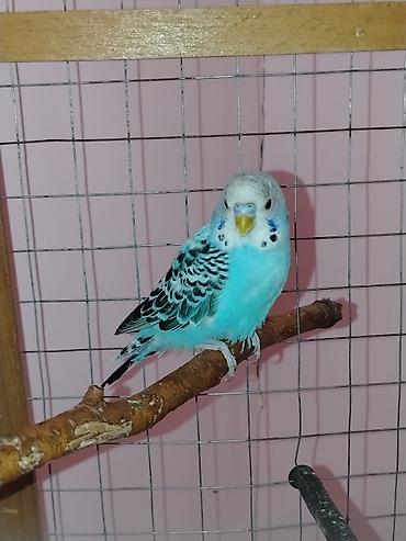 taxta qəfəs: Məhsul: Dalmatin naxışlı mavi-bulat rəngli dalğa papuqayı (budgerigar) — 1
