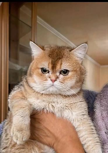 котята свинкс: Скотиш Страйт (Шотландская прямоухая), 1 месяц, Девочка, Золотая шиншилла, Приучена к лотку — 7
