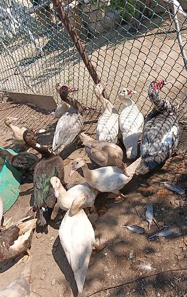 Muscovy ördekleri 7aylıqdılar sağlam heyvanlardı cinsləri təmizdi