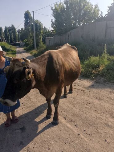 наполнитель для животных: Продаю | Корова (самка)