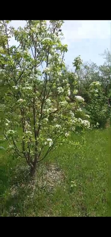 Torpaq sahələrinin satışı: 8 sot, Kənd təsərrüfatı, Mülkiyyətçi, Bələdiyyə -da lalafo.az — 3 Torpaq sahələrinin satışı: 8 sot, Kənd təsərrüfatı, Mülkiyyətçi, Bələdiyyə — 3