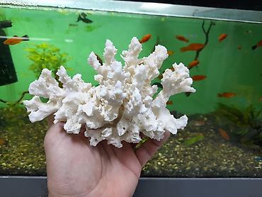 kompressor akvarium: 4 ədəd akvarium koralları . Cəmi = 40 azn şəkillərə baxın. ünvan  — 5