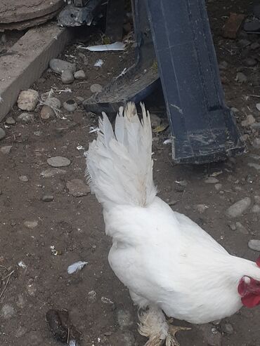 Xoruzlar: Yaponka xoruz 8 alıqdı aktiv sağlam xoruzdu təkdi — 6