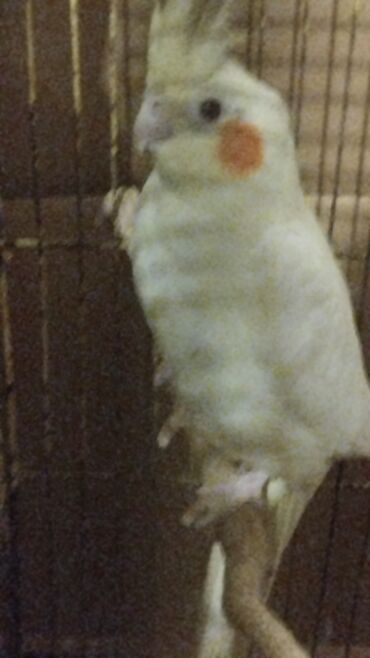 Tutuquşları: Məhsul: Nimfa (Cockatiel) tutuquşuları – ağ-sarı rəngli, yanaqlarda — 11