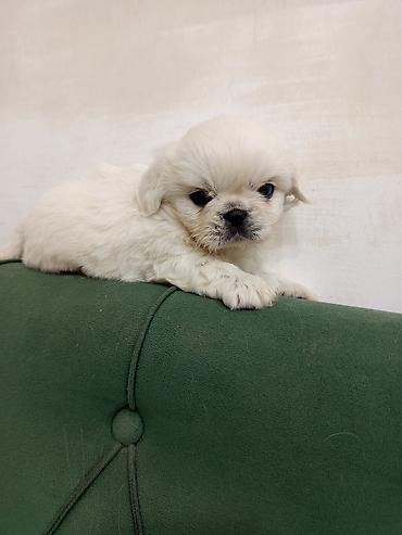 pekines satisi: Pekines — 5