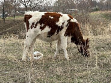 сколько стоит собака породы доберман: Продаю | Тёлка | Айрширская | Для молока, Для разведения | Племенные