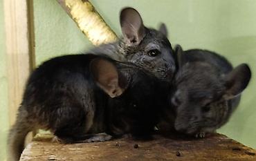 Шиншиллы: Шиншиллы домашнего разведения. 16 марта 2026 им исполняется 3 месяца — 11