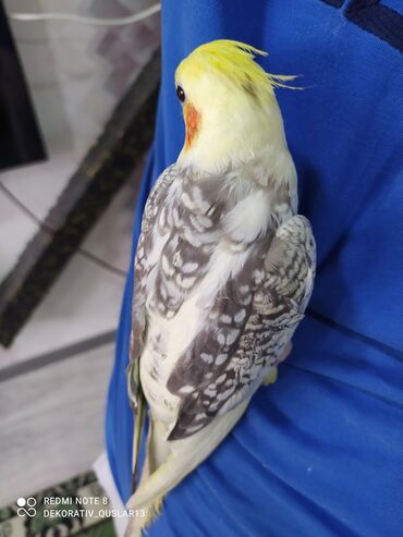 Tutuquşları: SALAM ENDİRİMLƏRƏ DAVAM. 💥🔥.HAZIR DANIŞAN QUŞLAR SATILIR!!!!!! Yaş — 23