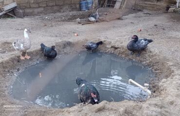 рынок животных в баку: Самец, | Lal ordek, Macar, Для разведения, Самовывоз