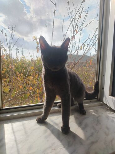 dovşan balası: Britan, Erkək, Yaxşı əllərə, Ünvandan götürmə