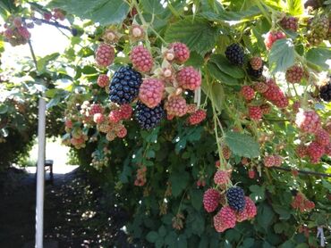 Фрукты и ягоды: Продаю Саженцы Ежемалины ТорнФри. Этот сорт хорошо адаптированный под — 2