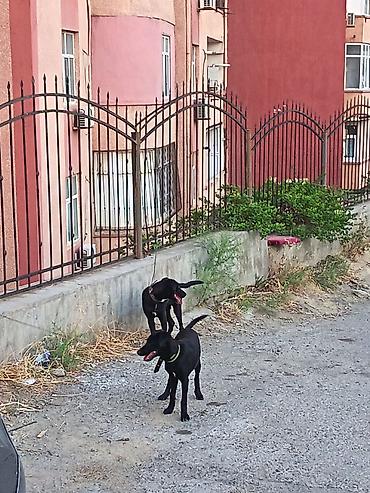 itlerin pulsuz verilmesi: Labrador-retriver, 6 ay, Ünvandan götürmə — 2