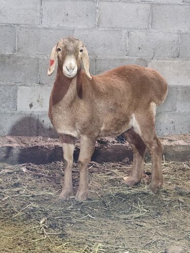 Бараны, овцы: Продаю | Баран (самец) | Для разведения | Племенные — 10