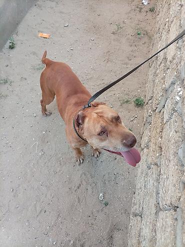 pitbul erkek: Pitbul, 6 ay, Erkək, Peyvəndli, Ünvandan götürmə — 2