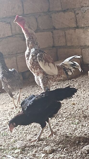 heyvan bazari quslar: Pileymut yumurtaları satılır şekilde ki xoruzdan olan yumurtaları biri