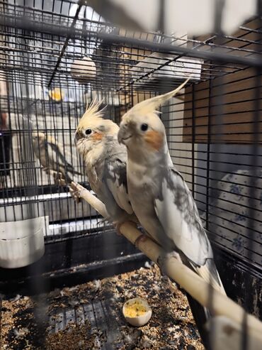 Akvarium aksessuar və ləvazimatları: Salam, bala alınmış cütlərdi yumurta qeşey balaya baxır yumurta