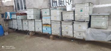 ana arı satışı 2023: Əvvəla salam 12 ramkaliq arı yeşikləri satılır ramkali və ramkasiz