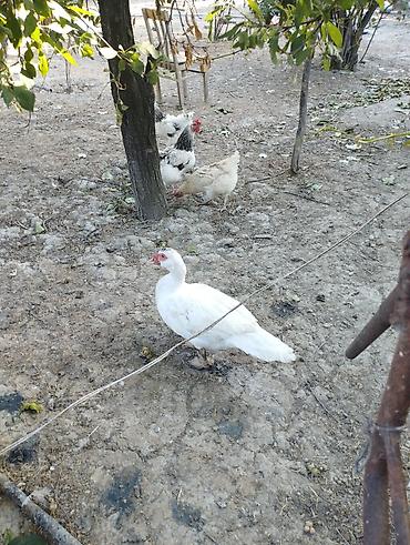 ağ baliq: Muscovy (Hind) ördəkləri – 6 aylig super iri cekili heyvanlardi 3 eded — 5