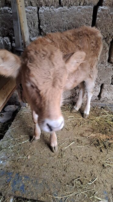 продаю музоо торпок корова самка бык самец айрширская ангус алатауская на забой для разведения на откорм племенные нетель привязанные: Продаю | Музоо, торпок | На откорм