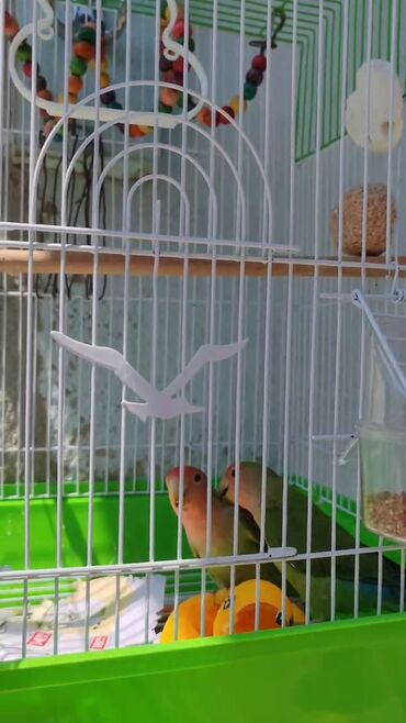 Собаки: Bu, ağ rəngli metal çubuqlardan ibarət qəfəsdir. Alt hissəsi parlaq