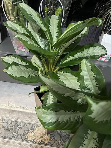 Аглаонемы: Аглаонема (Aglaonema) с вариегатной листвой — крупные — 3