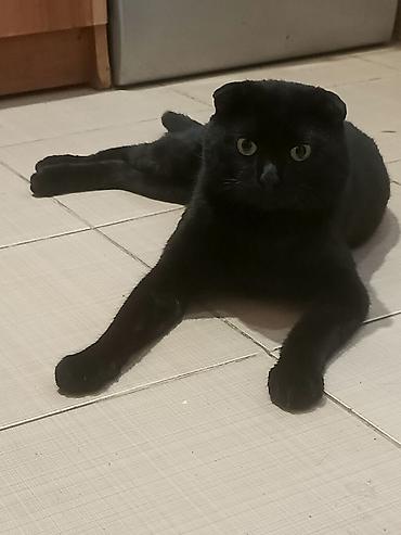 Pişiklər: Şotland — 6