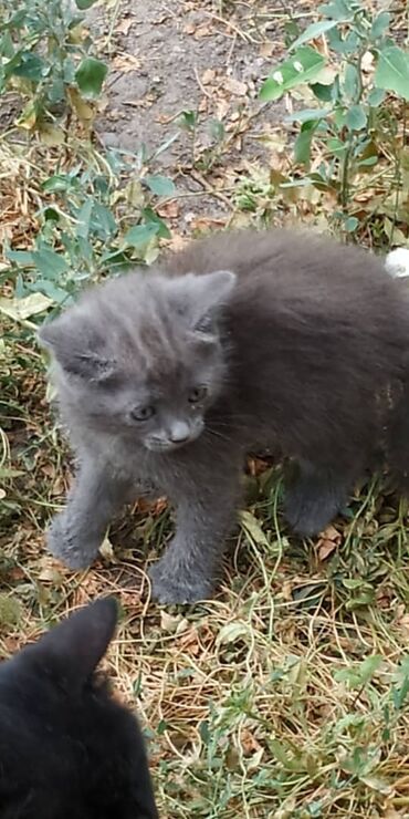 идентификация киви кошелька в кыргызстане бесплатно: Беспородная, 2 месяца, Девочка, Серый, Приучена к лотку