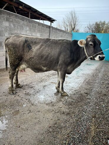 сколько длится беременность коровы: Продаю | Корова (самка) | Швицкая | Для молока | Привязанные